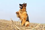 BERGER ALLEMAND 983